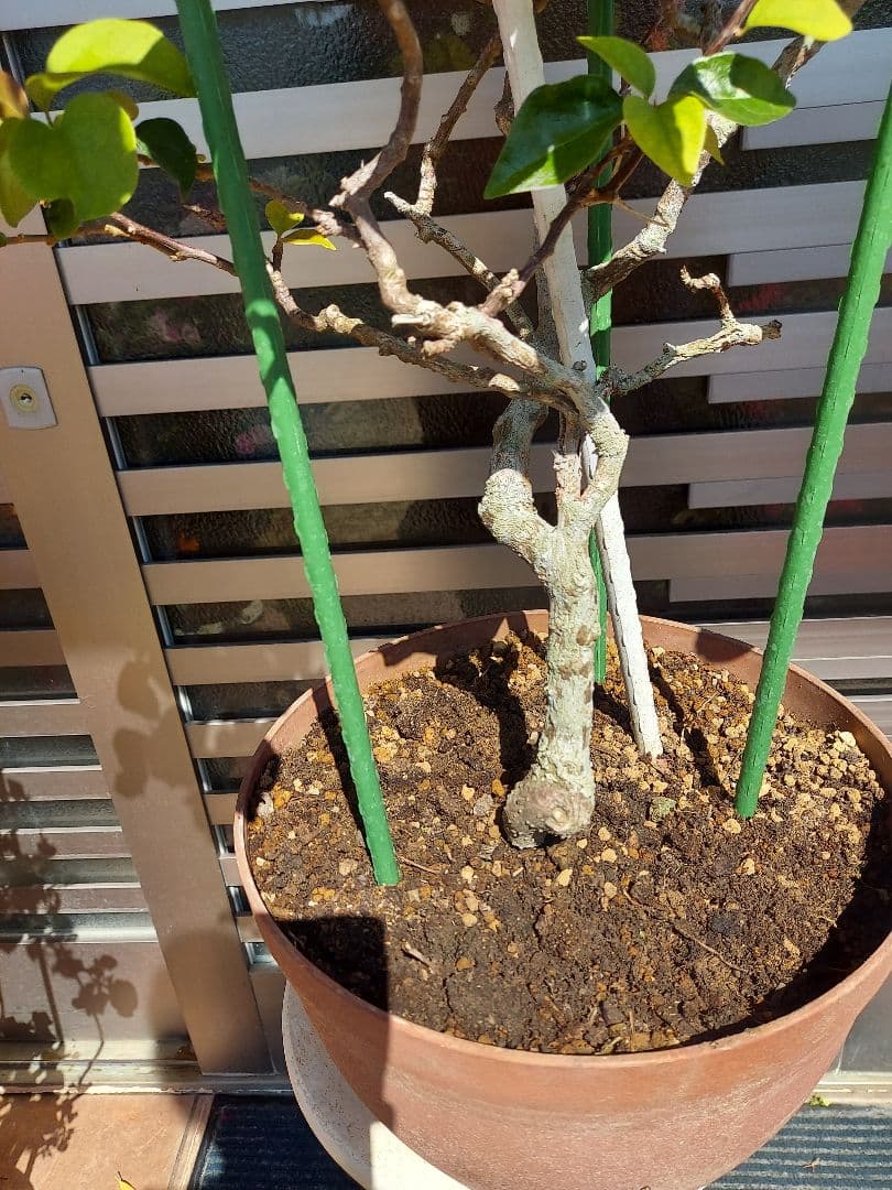 ブーゲンビリアオレンジピンク大株 らくらくメルカリ便発送‼️