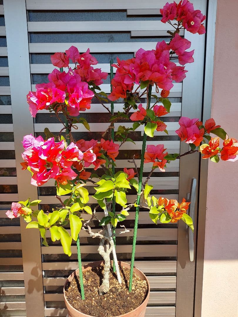 ブーゲンビリアオレンジピンク大株 らくらくメルカリ便発送‼️