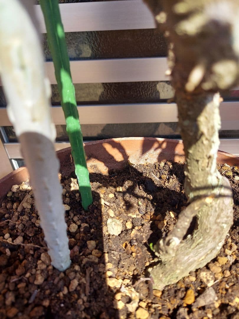 ブーゲンビリアオレンジピンク大株 らくらくメルカリ便発送‼️