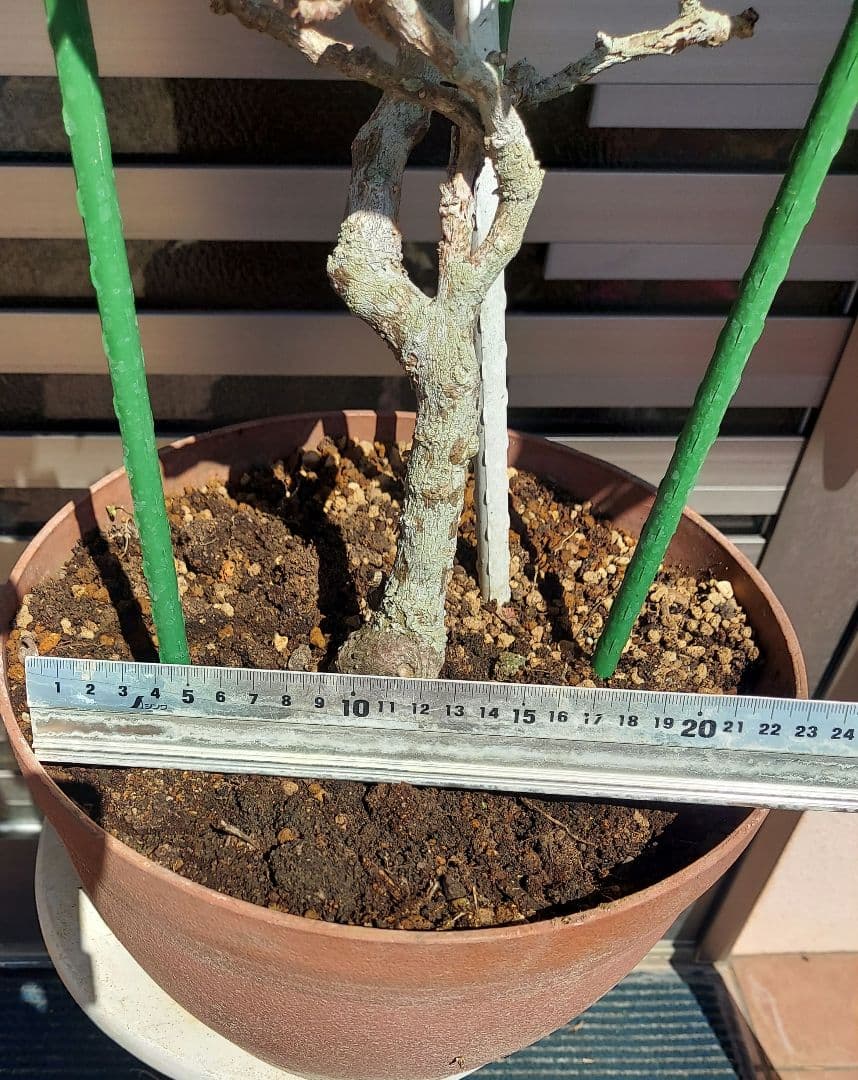 ブーゲンビリアオレンジピンク大株 らくらくメルカリ便発送‼️