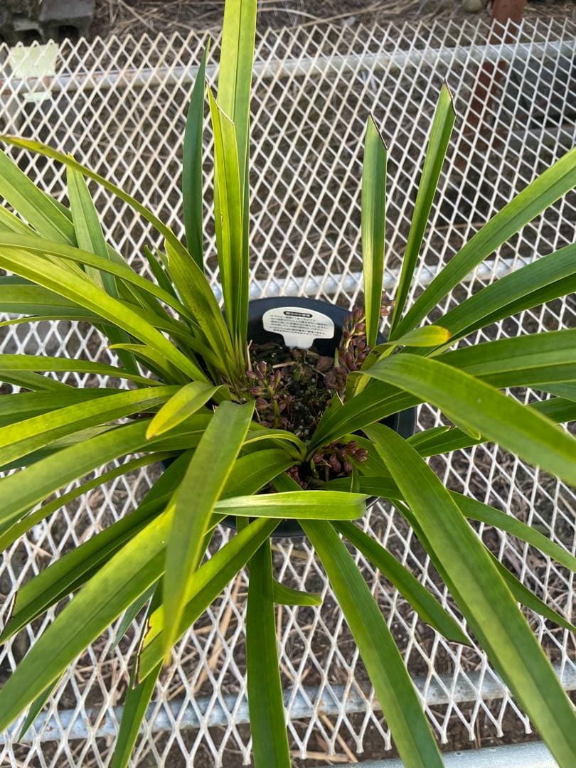 R8年キンリョウヘン花芽10本#3 - メルカリ