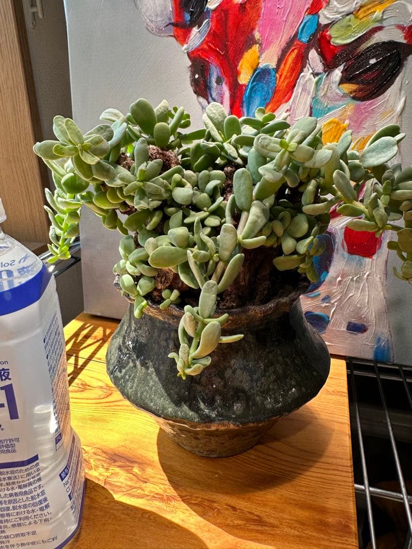 ケラリアピグマエア 現地球 発根済 大粒 大株 良型 阪本健