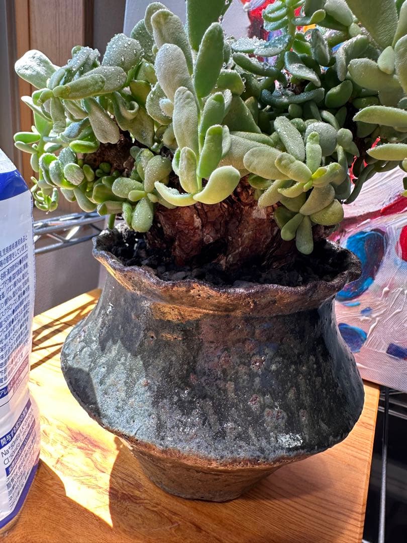 ケラリアピグマエア 現地球 発根済 大粒 大株 良型 阪本健