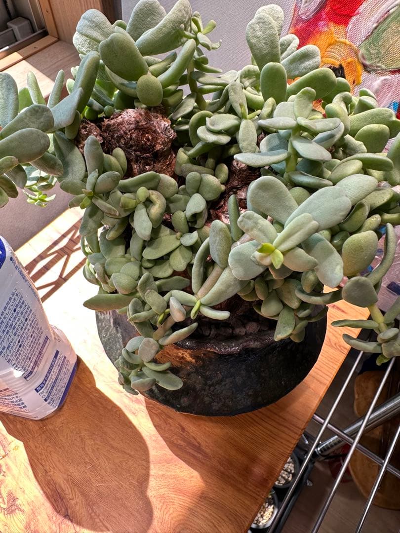 ケラリアピグマエア 現地球 発根済 大粒 大株 良型 阪本健