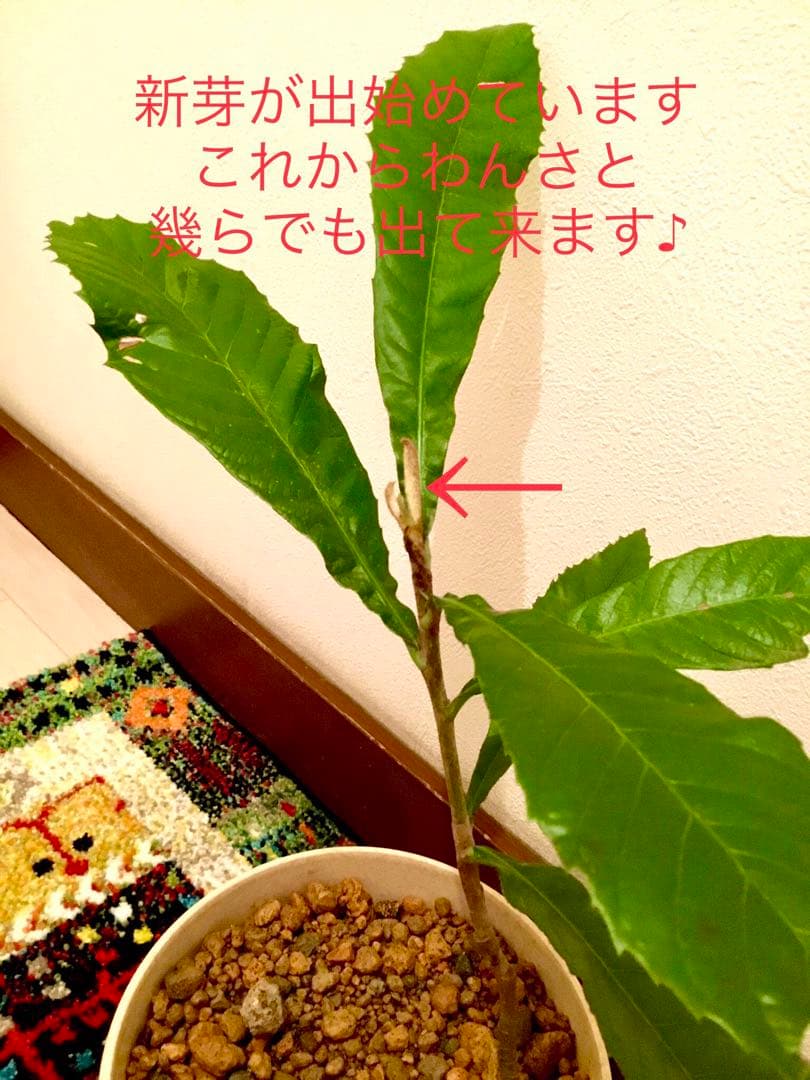 天然＊野生【枇杷＊枇杷の木＊大きめ苗木】枇杷の葉は薬効成分多し/風水/縁起木