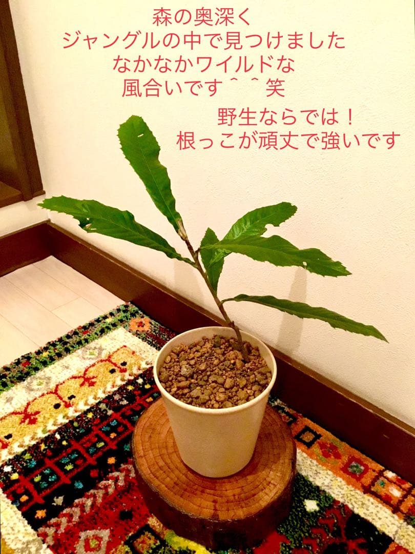 天然＊野生【枇杷＊枇杷の木＊大きめ苗木】枇杷の葉は薬効成分多し/風水/縁起木