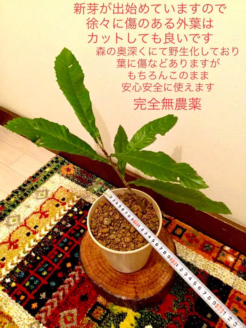 天然＊野生【枇杷＊枇杷の木＊大きめ苗木】枇杷の葉は薬効成分多し/風水/縁起木