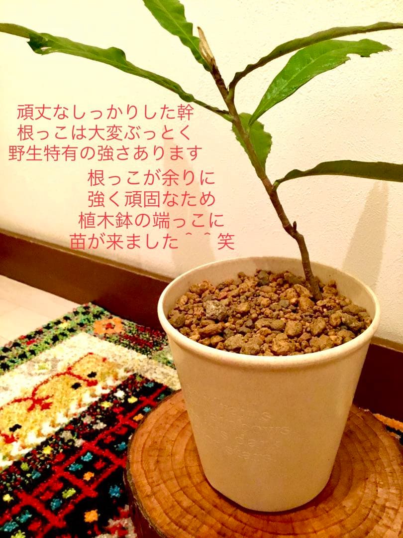 天然＊野生【枇杷＊枇杷の木＊大きめ苗木】枇杷の葉は薬効成分多し/風水/縁起木