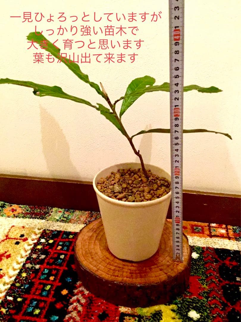 天然＊野生【枇杷＊枇杷の木＊大きめ苗木】枇杷の葉は薬効成分多し/風水/縁起木