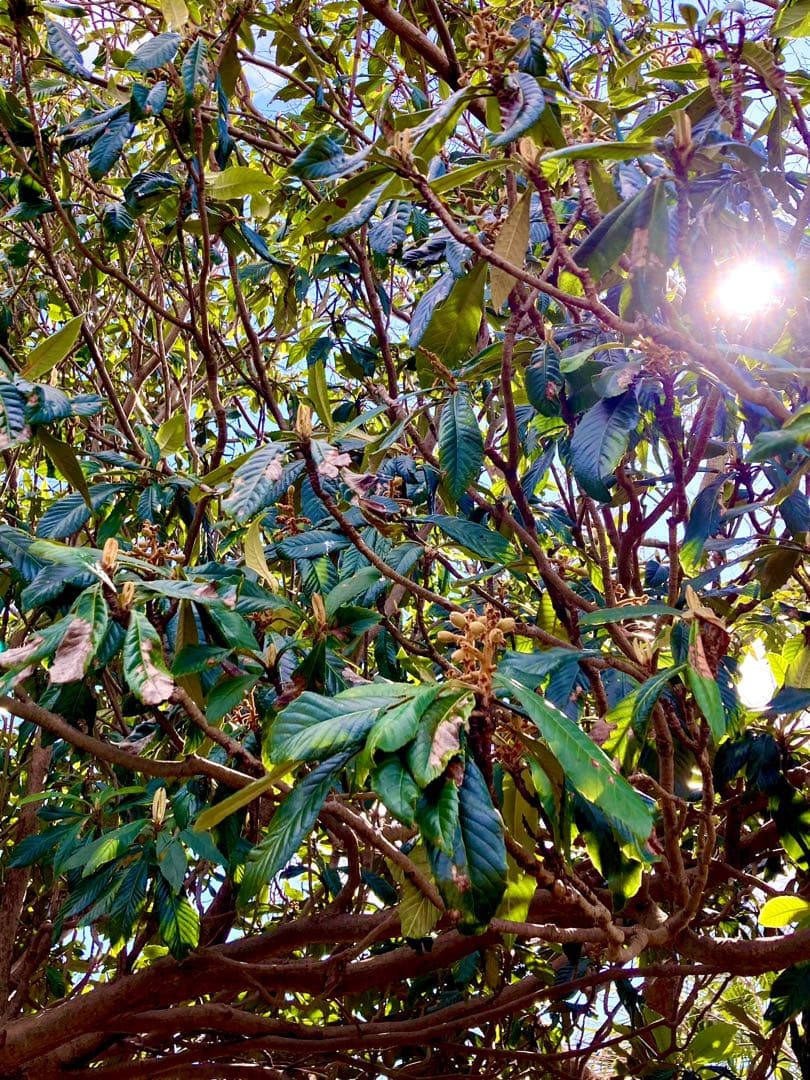 天然＊野生【枇杷＊枇杷の木＊大きめ苗木】枇杷の葉は薬効成分多し/風水/縁起木