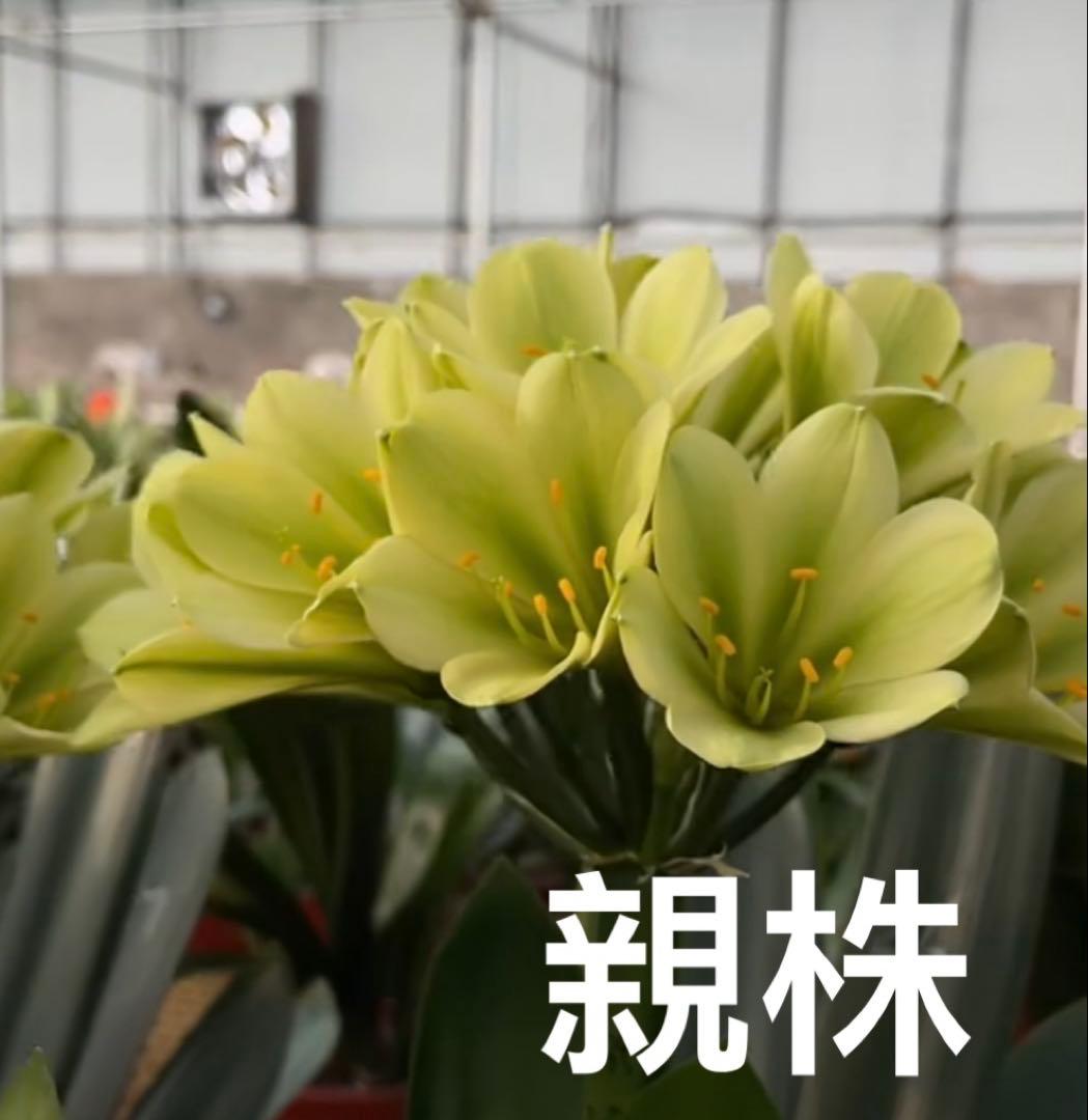 緑花君子蘭　実生