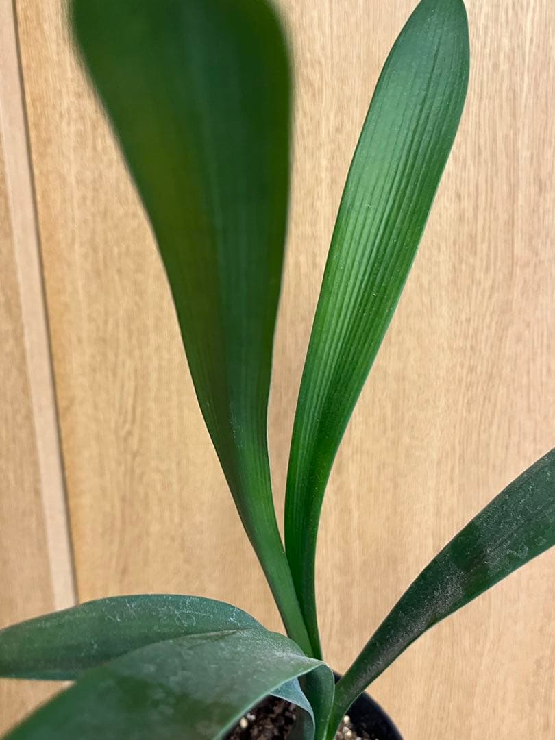 緑花君子蘭　実生