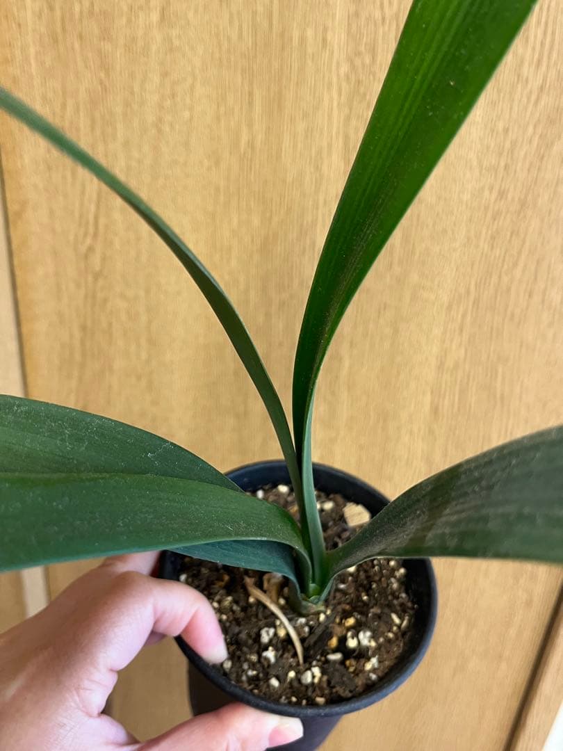 緑花君子蘭　実生