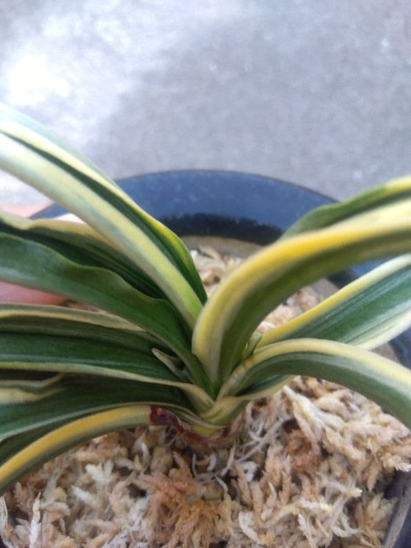 万年青　おもと　長生殿　覆輪斑　4号陶器鉢つき　極上❗　①