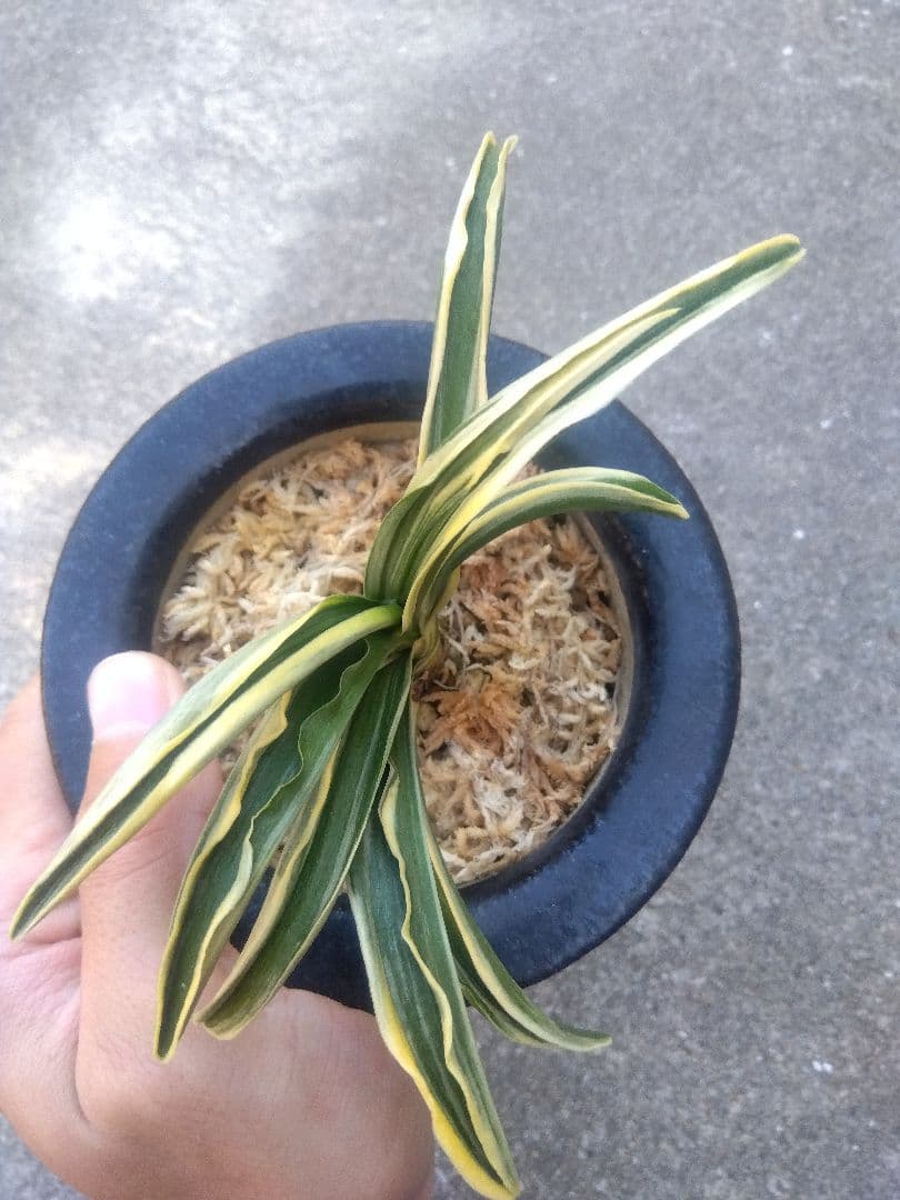 万年青　おもと　長生殿　覆輪斑　4号陶器鉢つき　極上❗　①