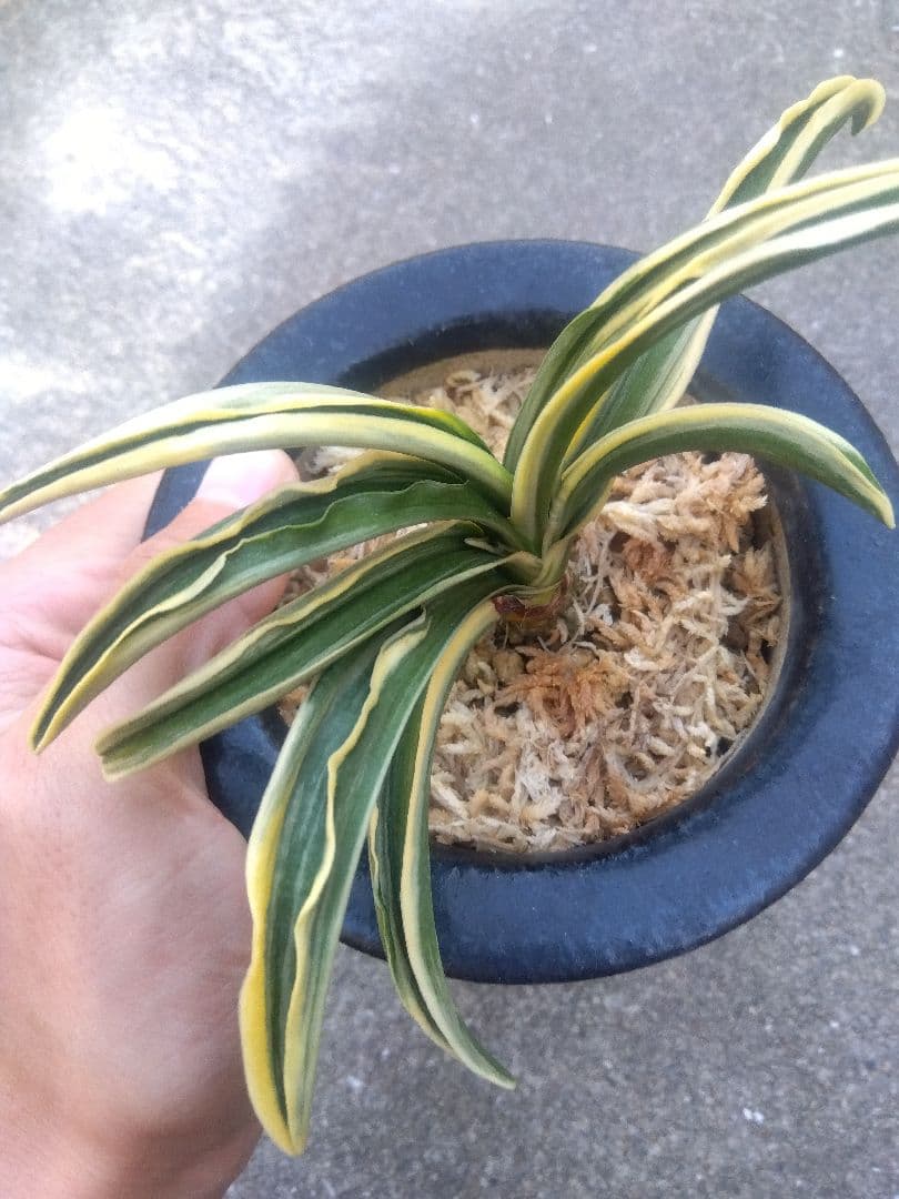 万年青　おもと　長生殿　覆輪斑　4号陶器鉢つき　極上❗　①