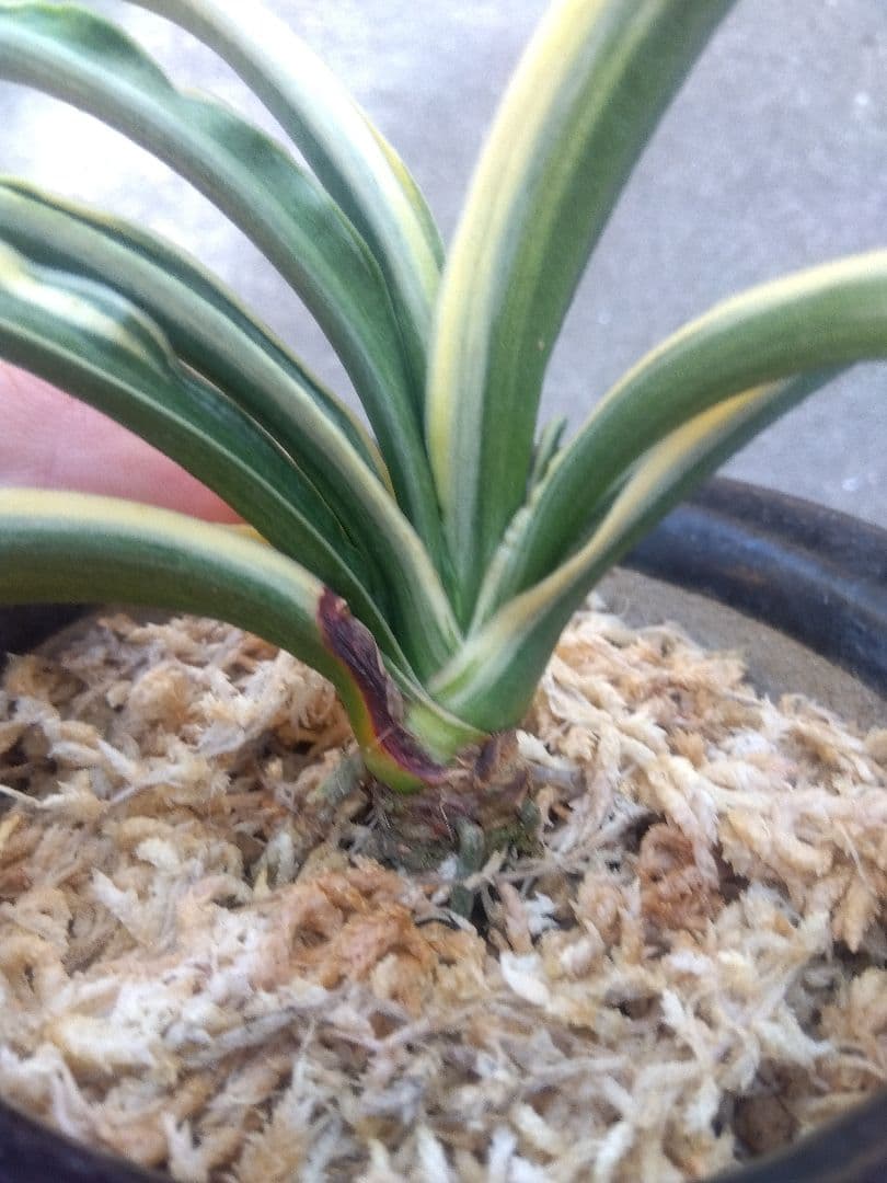 万年青　おもと　長生殿　覆輪斑　4号陶器鉢つき　極上❗　①