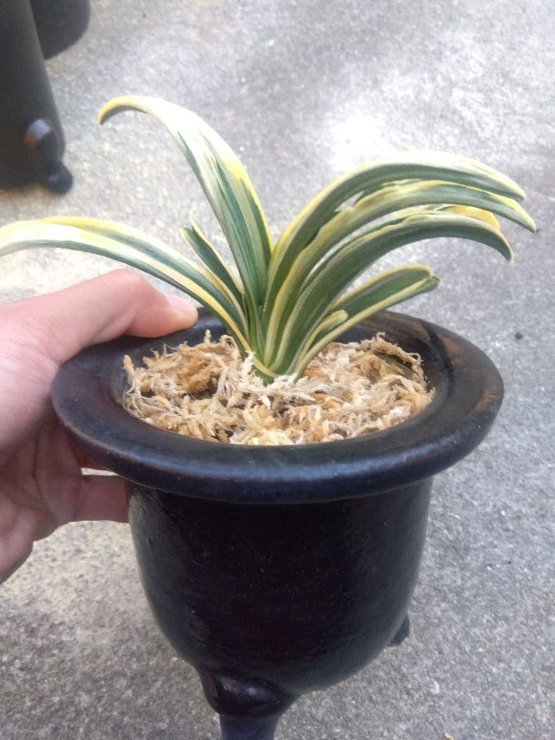 万年青　おもと　長生殿　覆輪斑　4号陶器鉢つき　極上❗　①