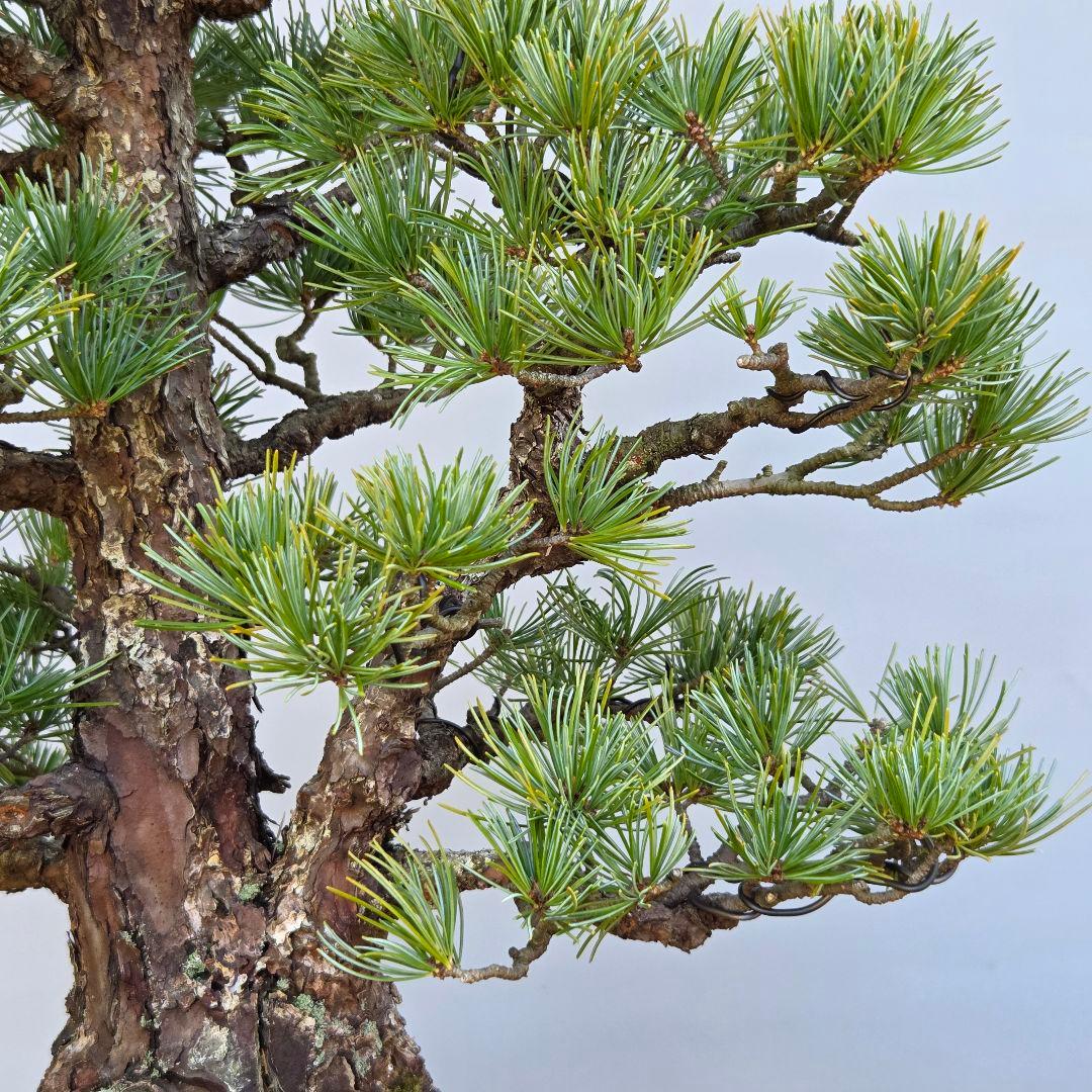 五葉松　[双幹木]　大品盆栽