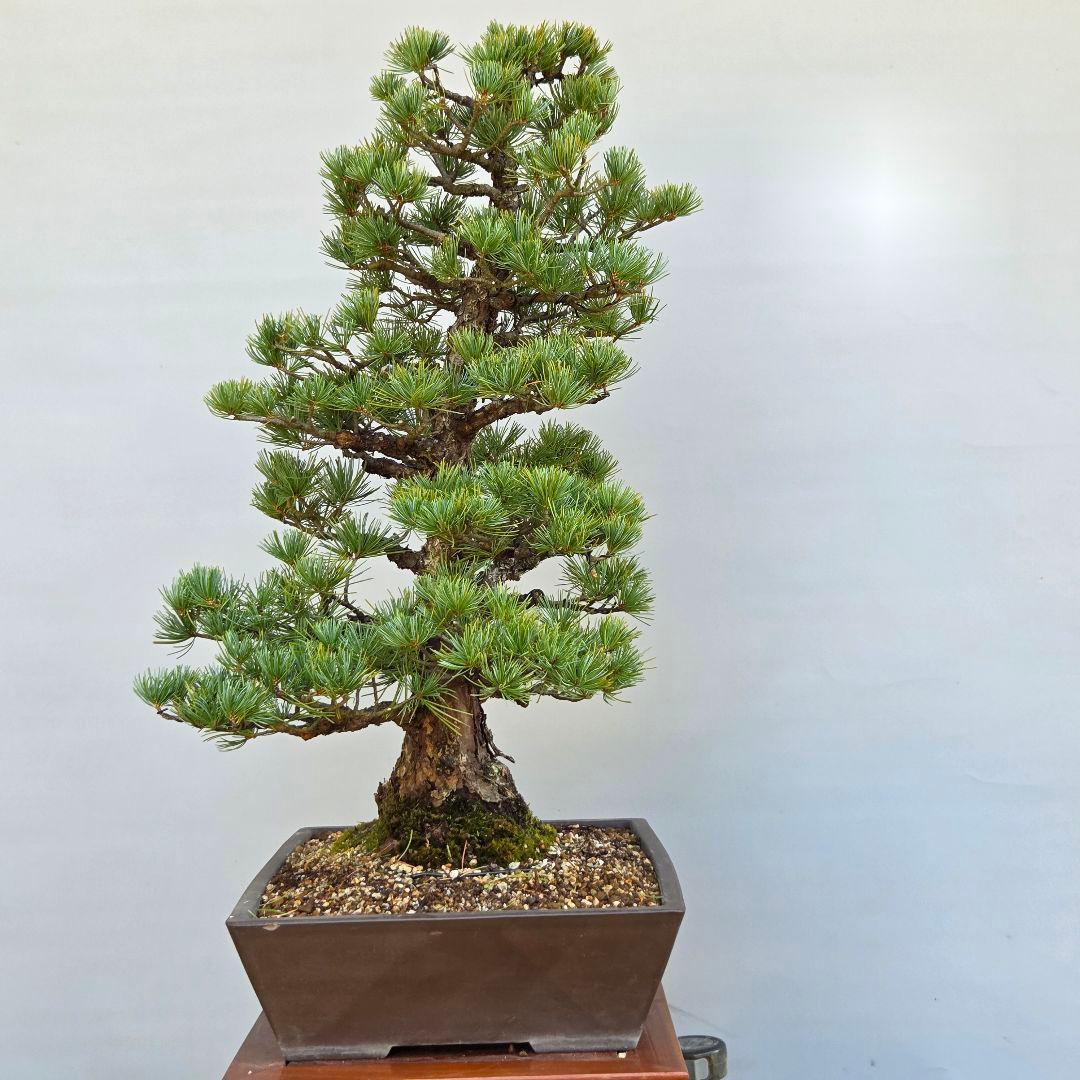 五葉松　[双幹木]　大品盆栽