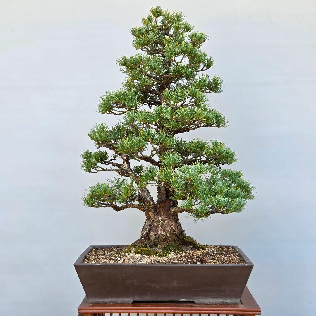 五葉松　[双幹木]　大品盆栽
