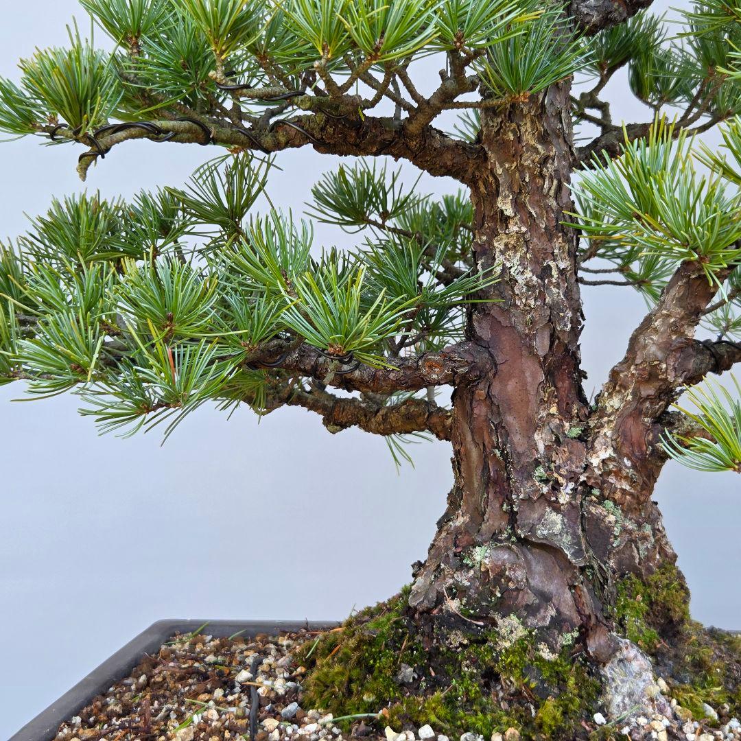 五葉松　[双幹木]　大品盆栽