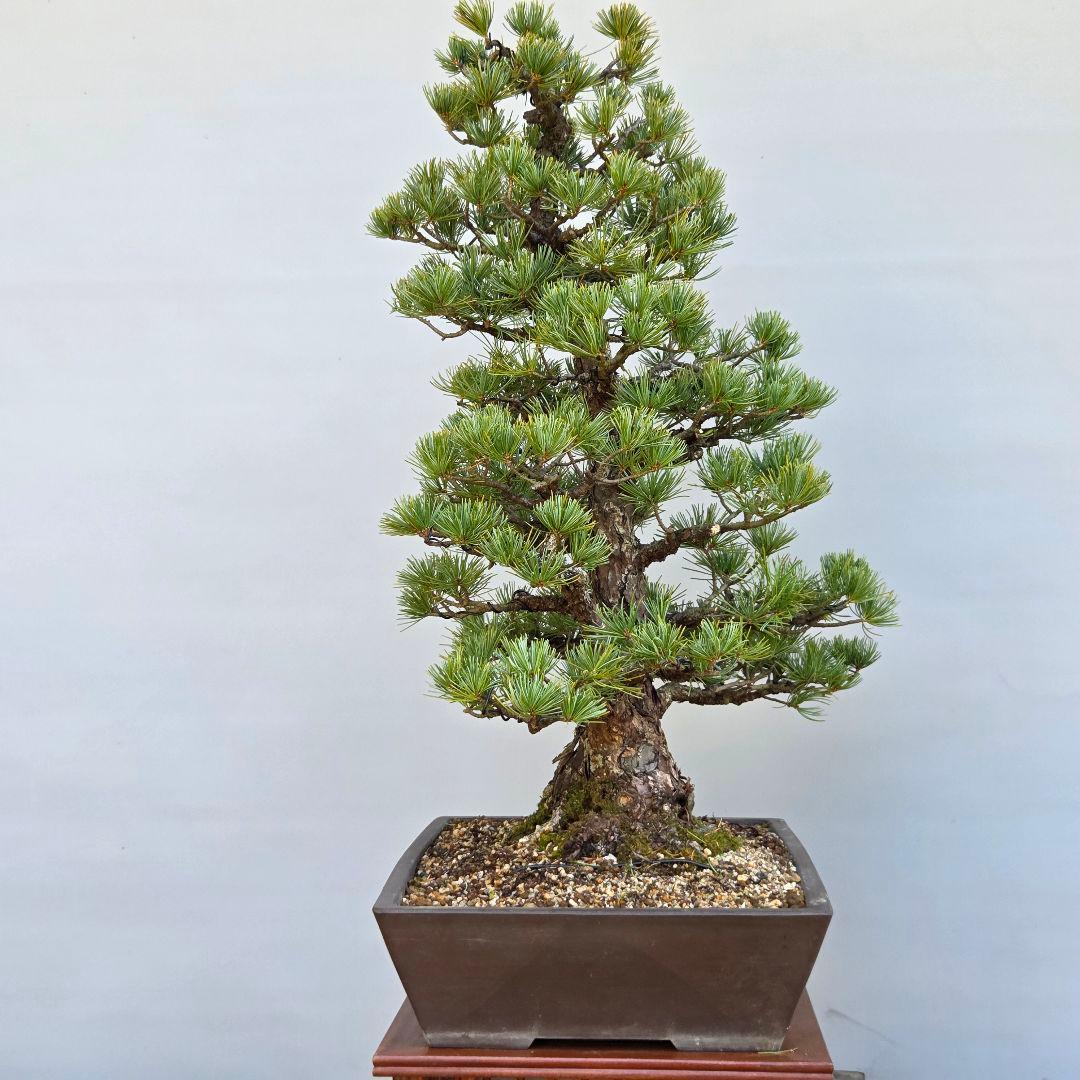 五葉松　[双幹木]　大品盆栽