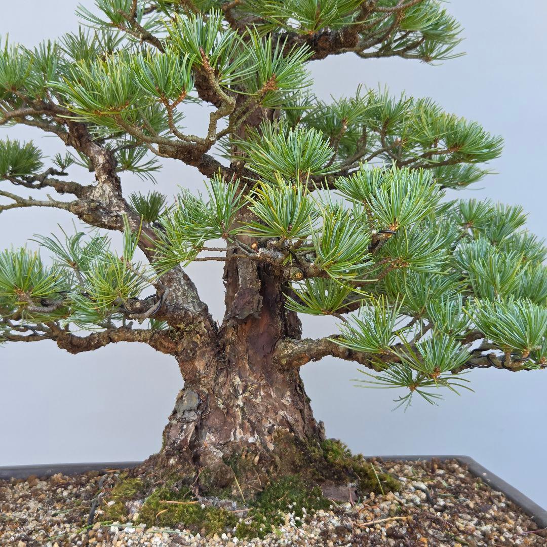 五葉松　[双幹木]　大品盆栽