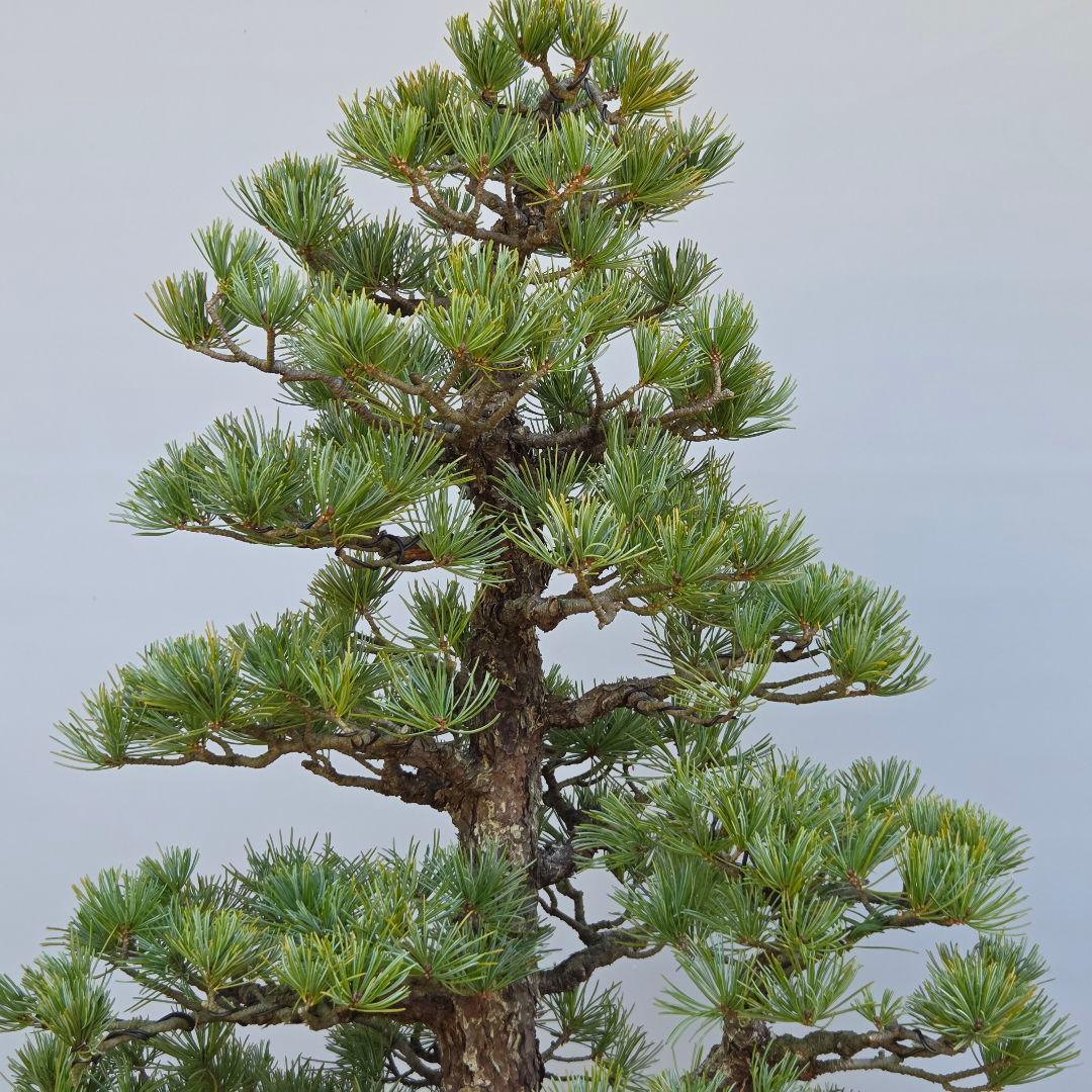 五葉松　[双幹木]　大品盆栽