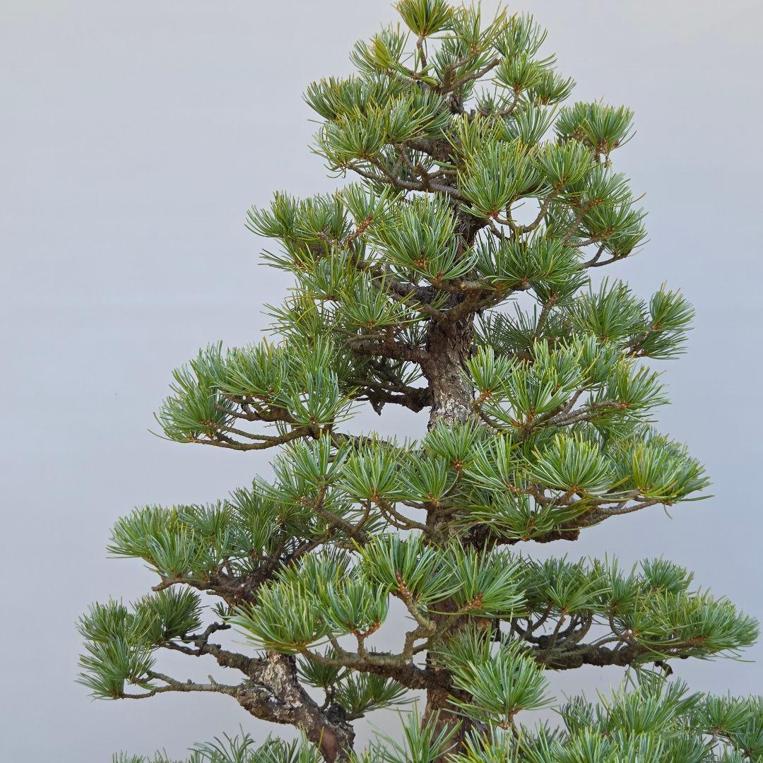 五葉松　[双幹木]　大品盆栽