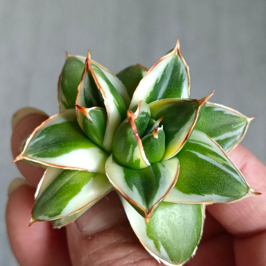 A243 多肉植物 アガベ ピンキー 王妃笹の雪A型双頭大株 白覆輪斑 精選美株