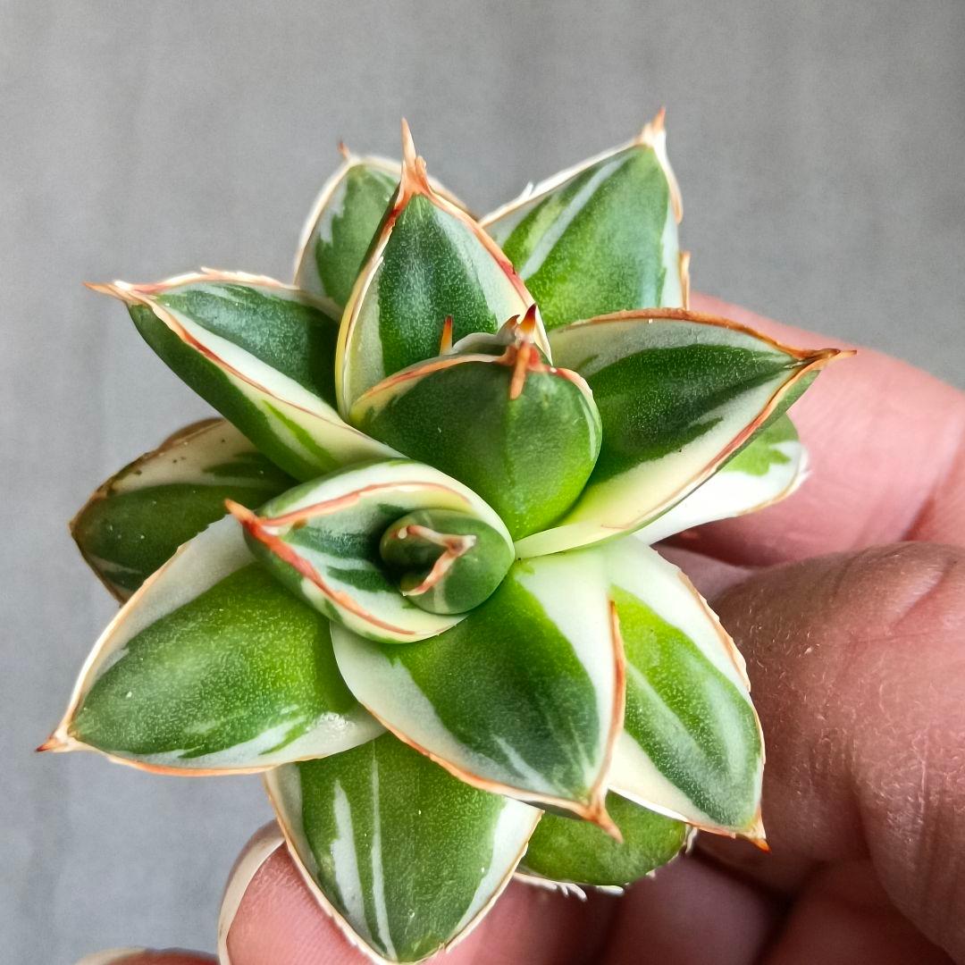 A243 多肉植物 アガベ ピンキー 王妃笹の雪A型双頭大株 白覆輪斑 精選美株