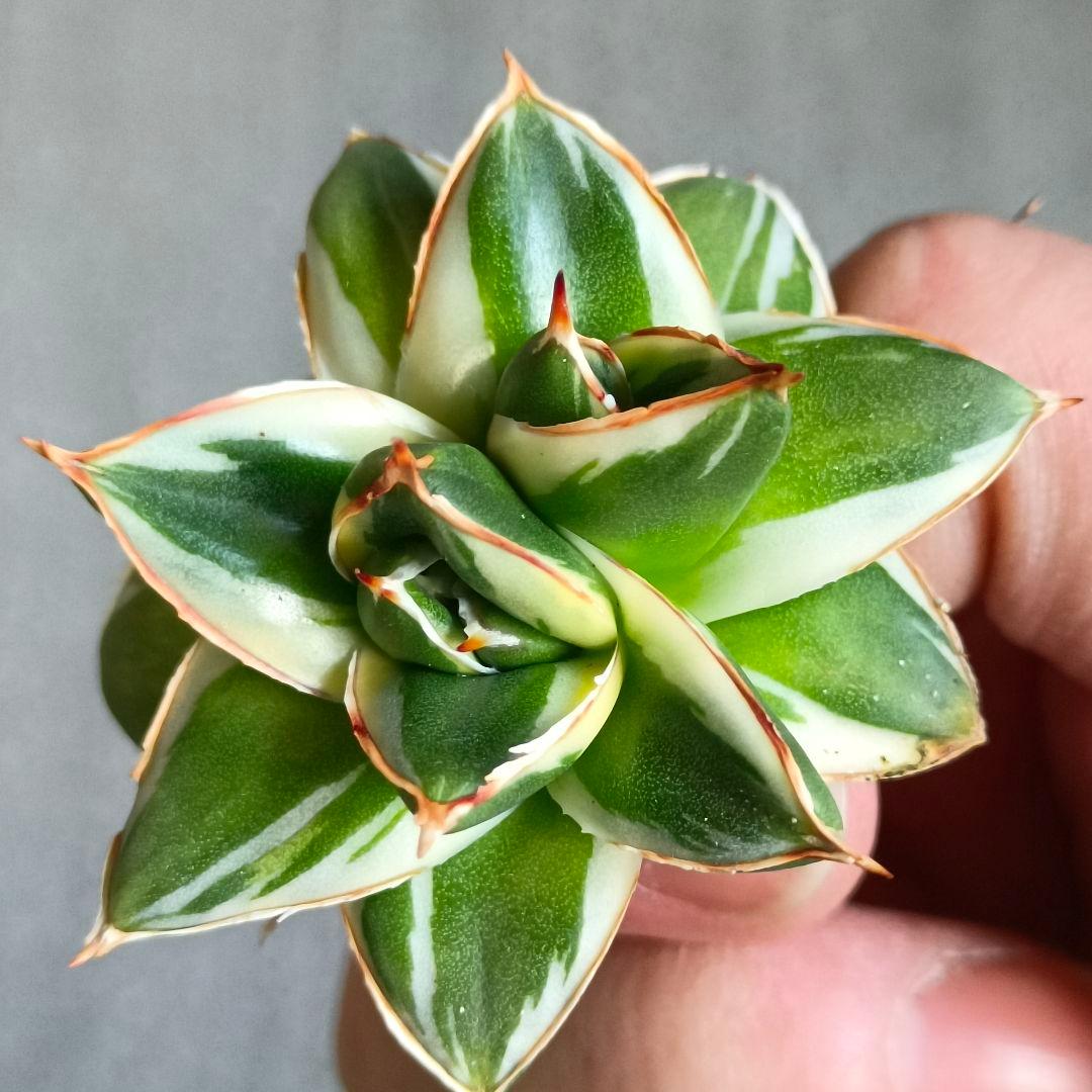 A243 多肉植物 アガベ ピンキー 王妃笹の雪A型双頭大株 白覆輪斑 精選美株