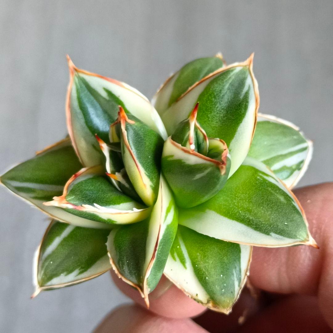 A243 多肉植物 アガベ ピンキー 王妃笹の雪A型双頭大株 白覆輪斑 精選美株