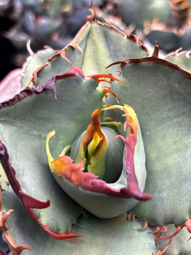 DRAGON AGAVE産】AGAVE TITANOTA 火鳳凰 OC株 - メルカリ