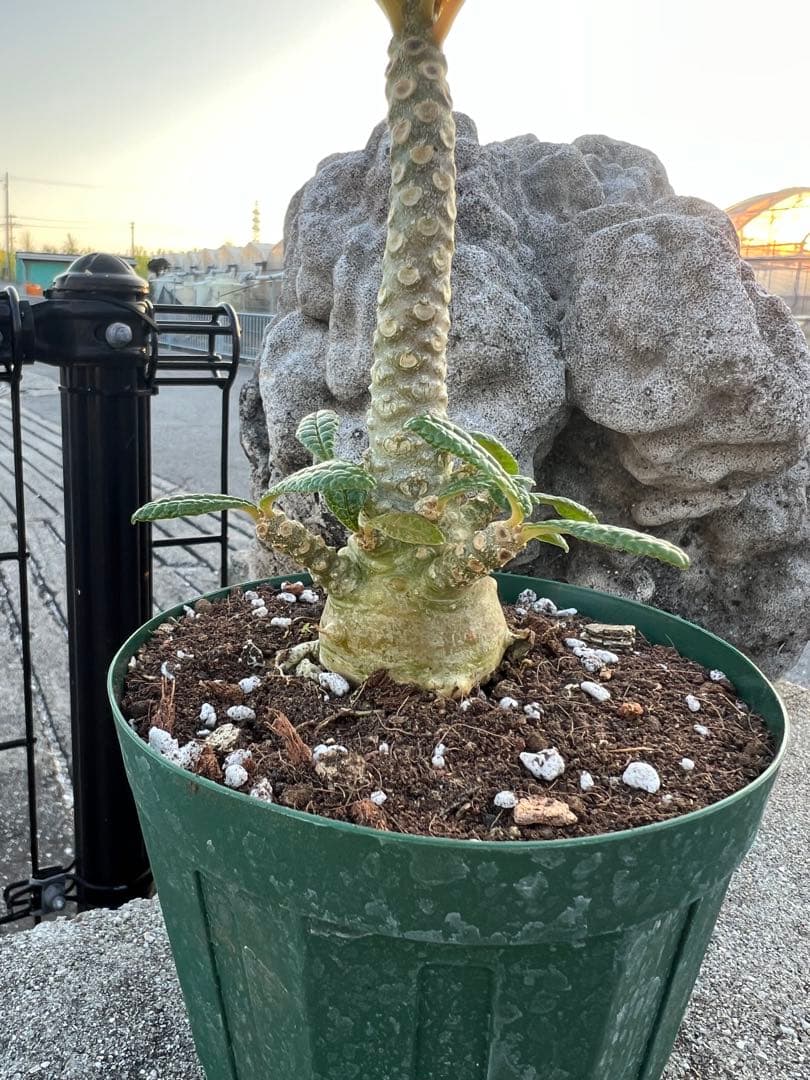 ドルステニアギガス 2024年産 沖縄実生株 塊根部ぷっくり極太株 - メルカリ