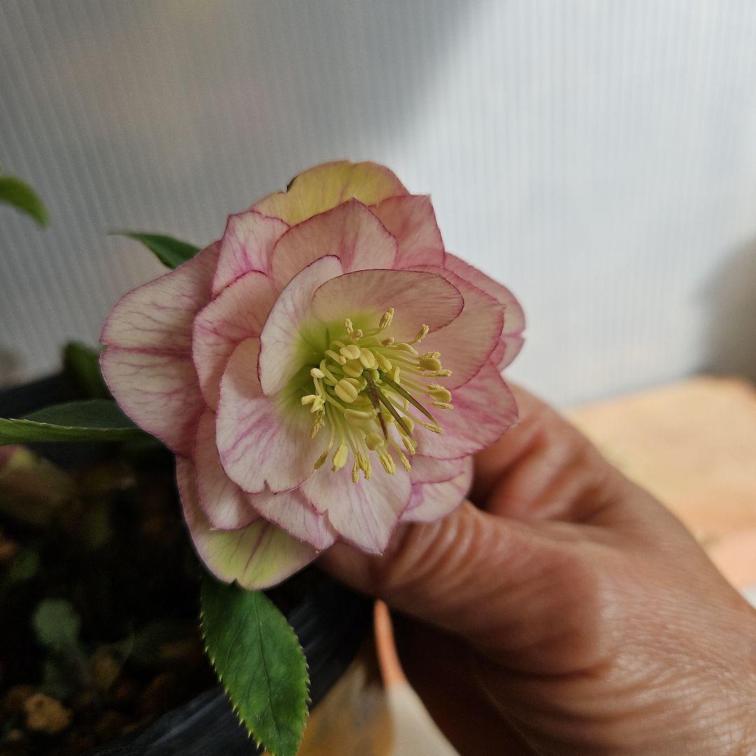 ★アンパン大好き♡、、、様お取り置き苗㉖-387クリスマスローズ