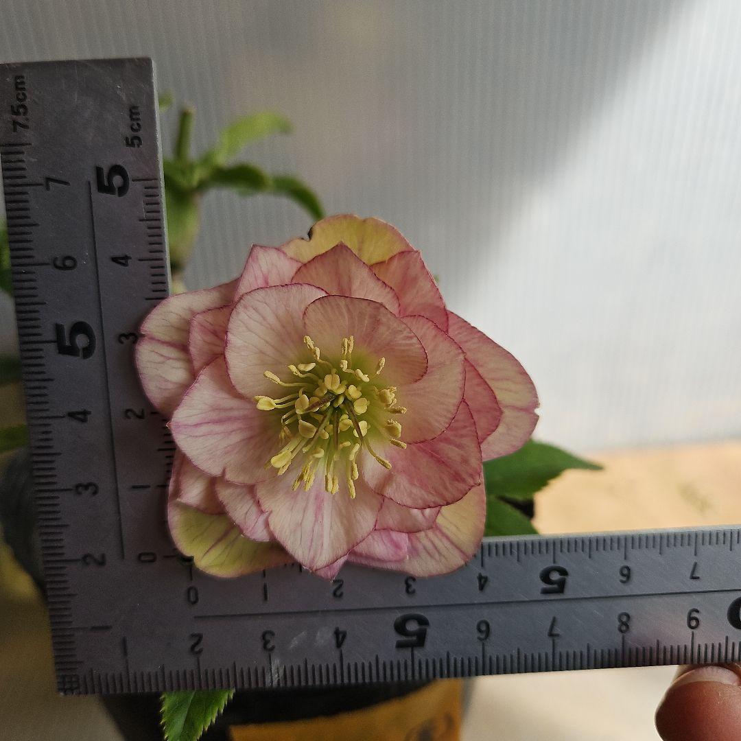 ★アンパン大好き♡、、、様お取り置き苗㉖-387クリスマスローズ