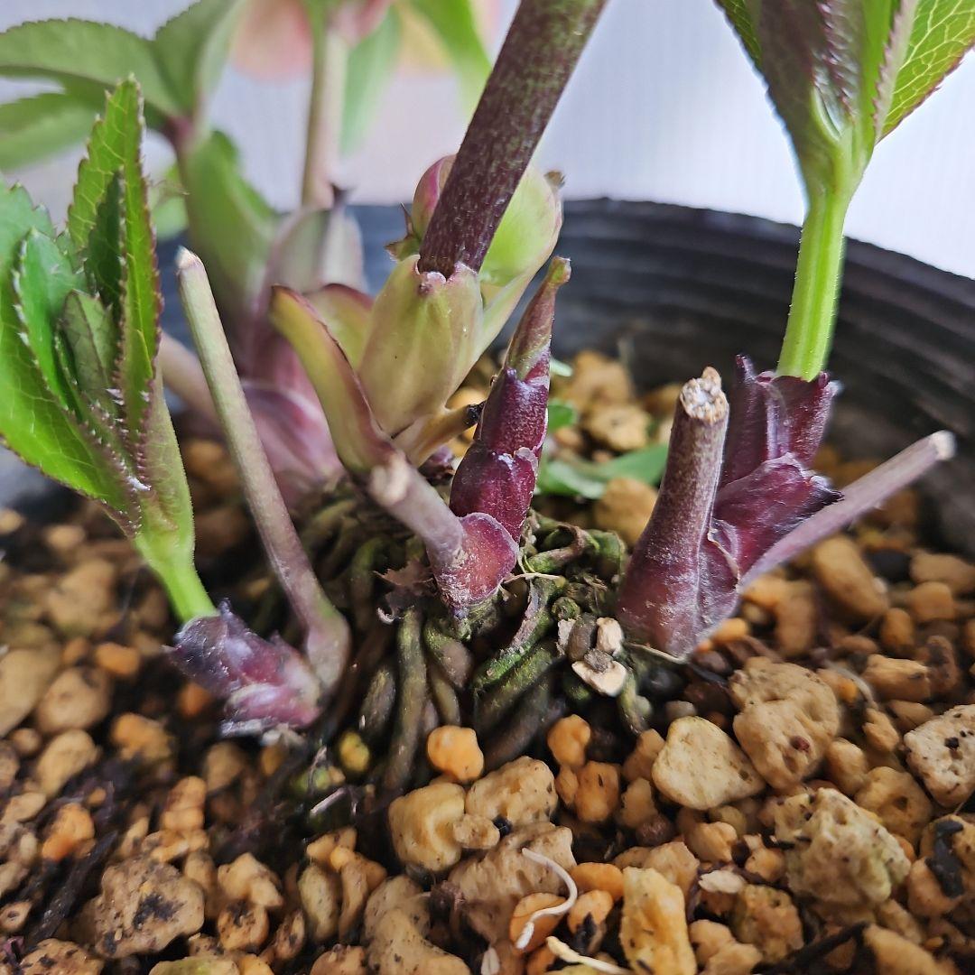 ★アンパン大好き♡、、、様お取り置き苗㉖-387クリスマスローズ