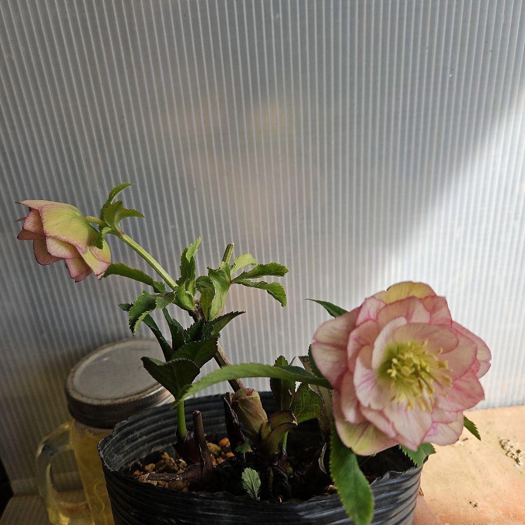 ★アンパン大好き♡、、、様お取り置き苗㉖-387クリスマスローズ