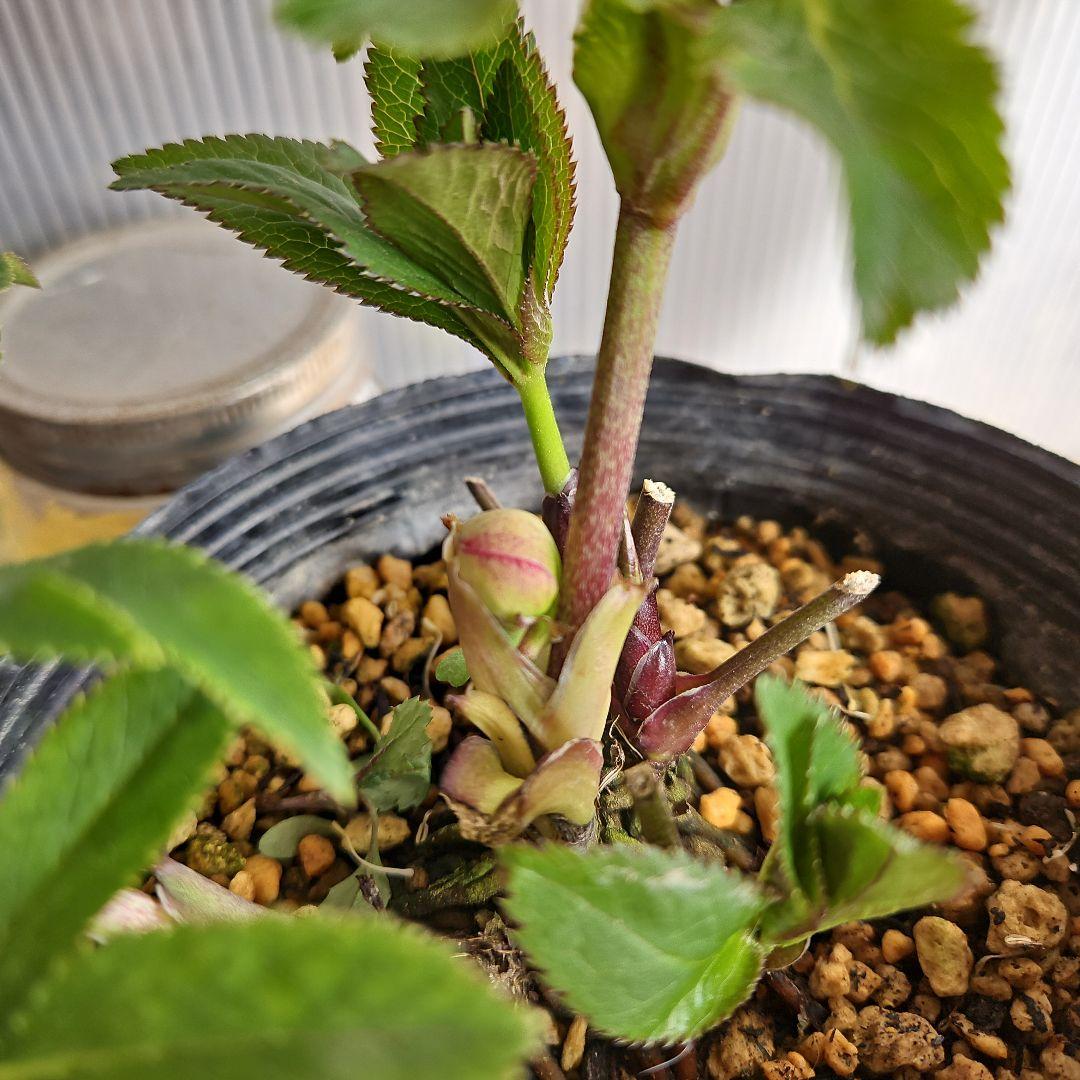 ★アンパン大好き♡、、、様お取り置き苗㉖-387クリスマスローズ