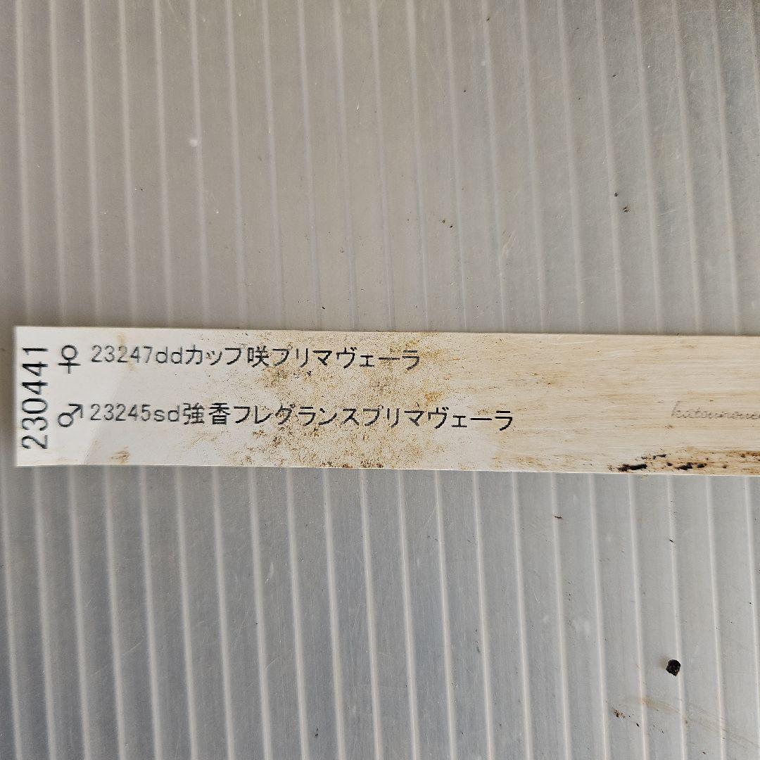 ★アンパン大好き♡、、、様お取り置き苗㉖-387クリスマスローズ