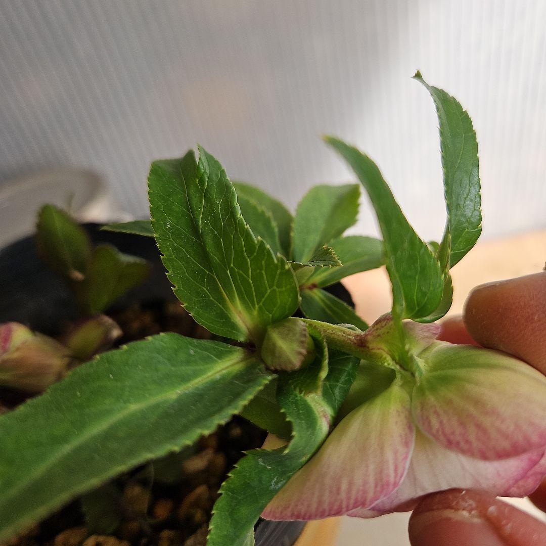 ★アンパン大好き♡、、、様お取り置き苗㉖-387クリスマスローズ