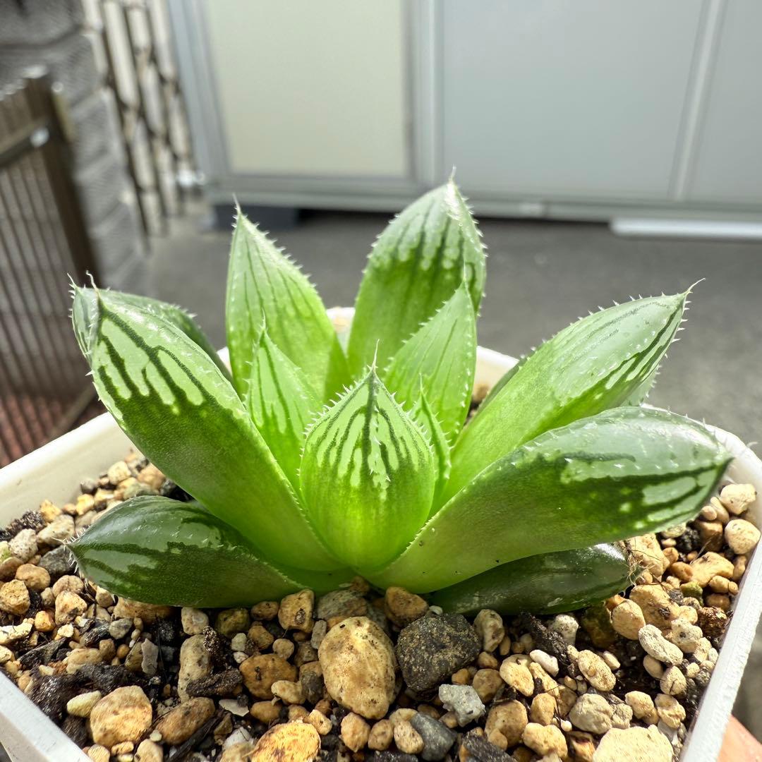 多肉植物 ハオルチア 自宅実生オブツーサ 未繁殖苗 - メルカリ