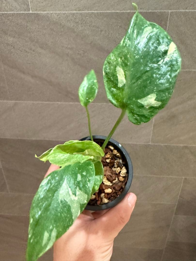 終*7様 モンステラ タイコンステレーション Mutation