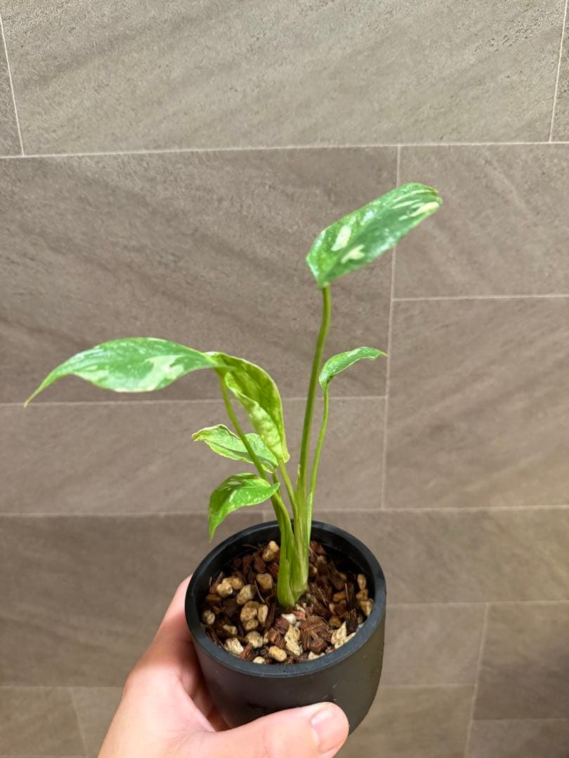 終*7様 モンステラ タイコンステレーション Mutation