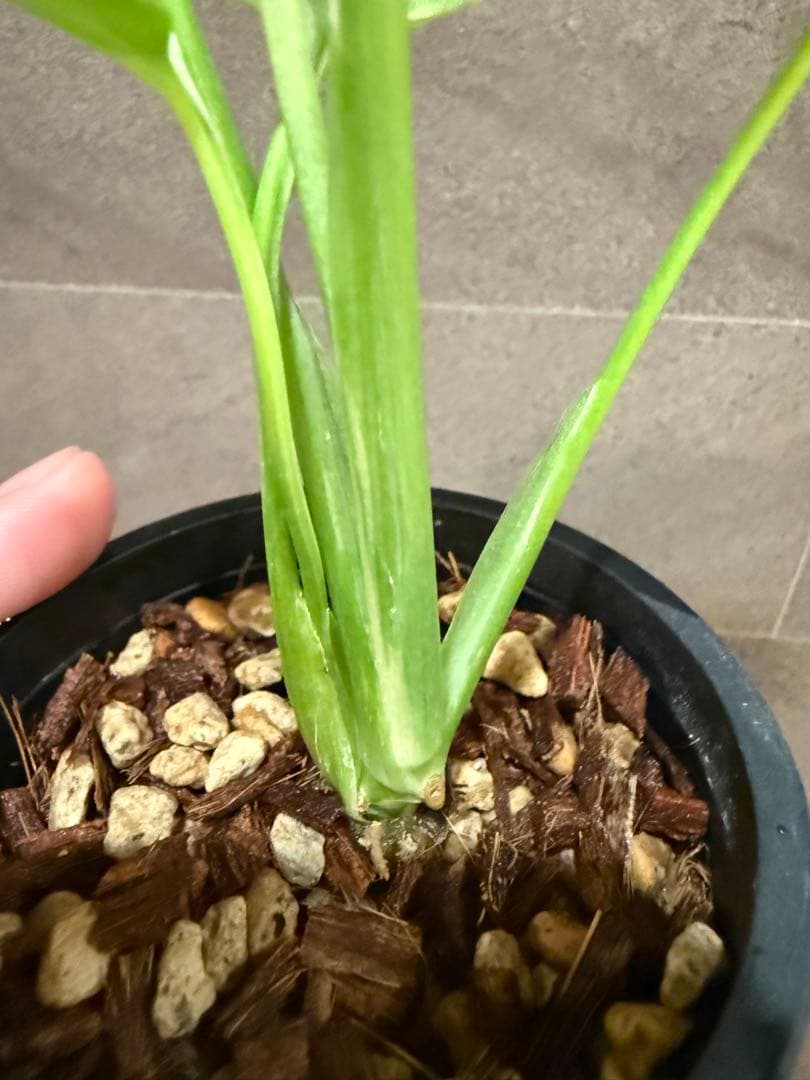 終*7様 モンステラ タイコンステレーション Mutation