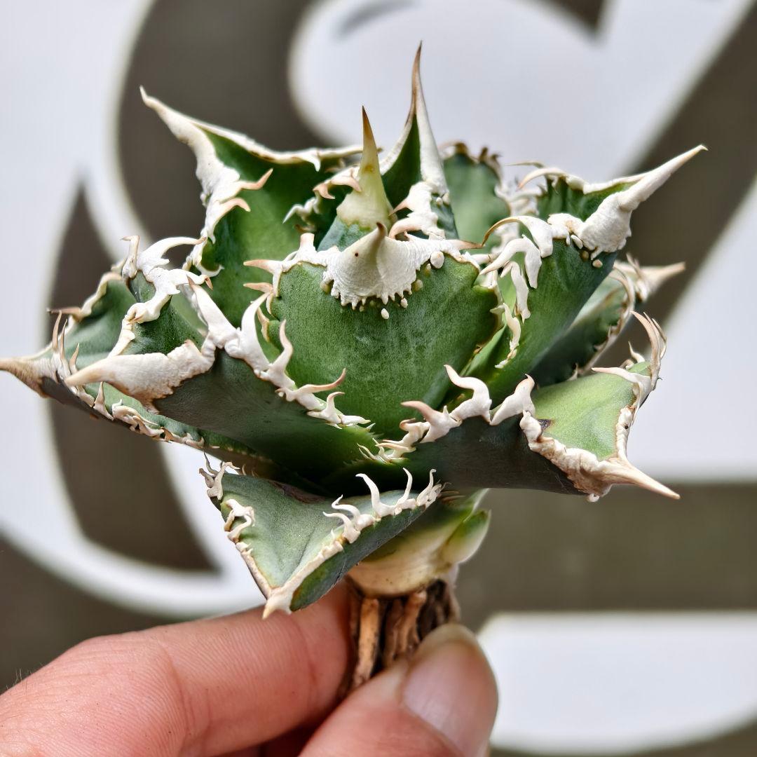 654【上澳園芸】 アガベ チタノタ shangao-008 白豪棘 良質子株