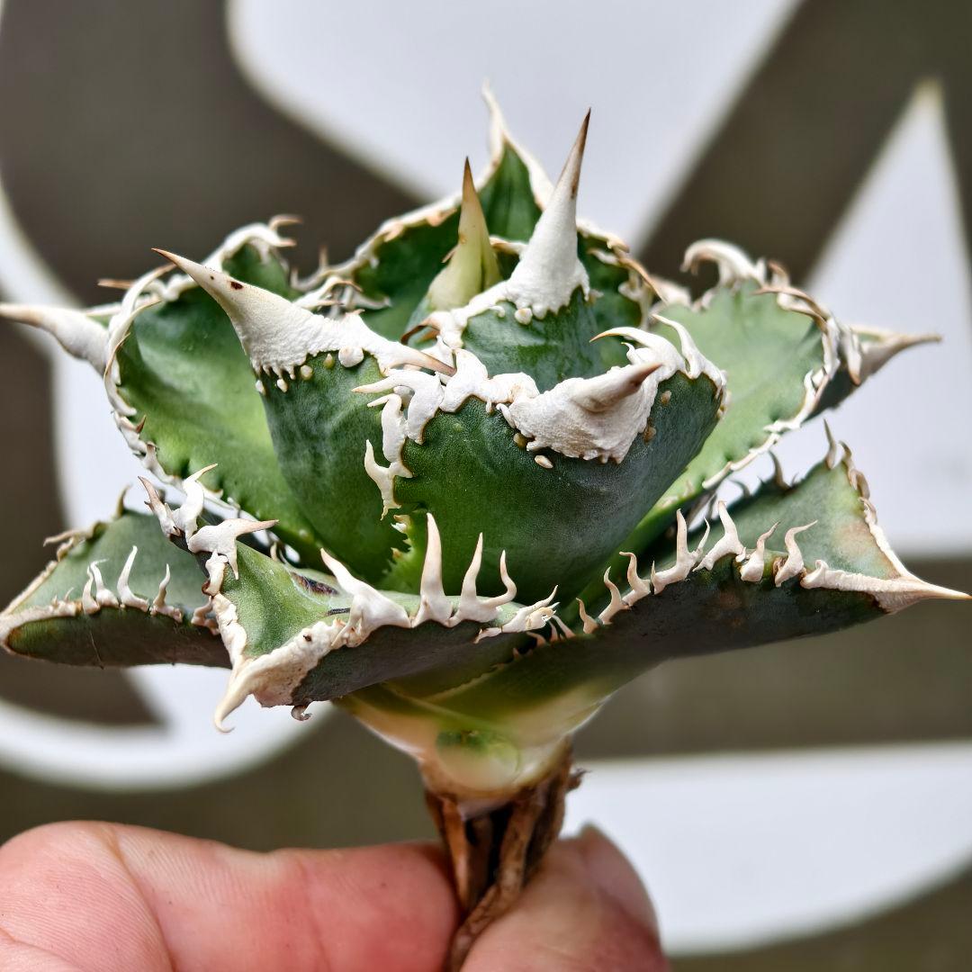 654【上澳園芸】 アガベ チタノタ shangao-008 白豪棘 良質子株