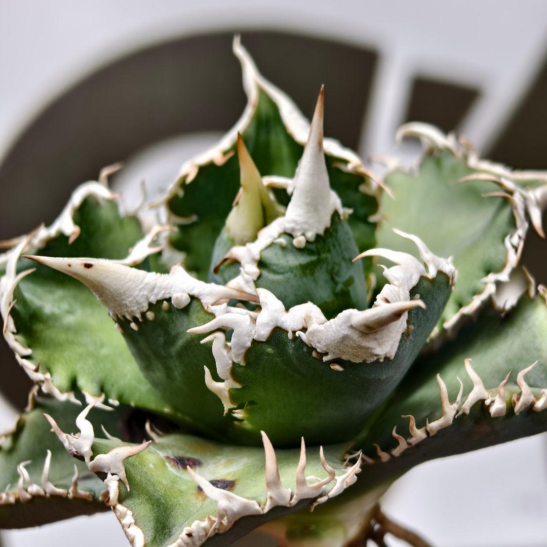 654【上澳園芸】 アガベ チタノタ shangao-008 白豪棘 良質子株